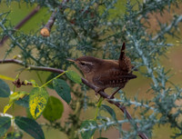 Wren ( Trolglodytes troglodytes
