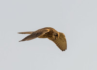 Female Kestrel (Falco tinnunculus)