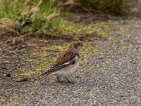 Adult Snow Bunting ( Plectrophenax nivalis)