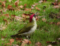 Green Woodpecker  ( Picus viridis)