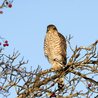 Juvenile Male Sparrowhawk  (Accipiter nisus)