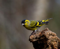(Eurasian) Male Siskin (Carduelis spinus)