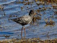 Spotted Redshank (Tringa erythropus)