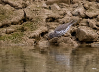 Spotted Sandpiper (Actitis macularius)