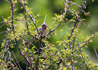 Eastern Subalpine Warbler