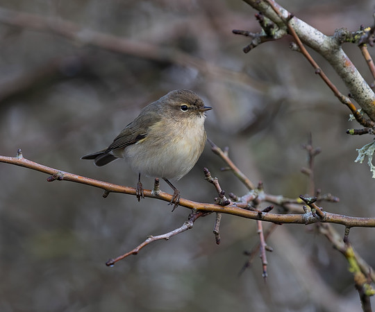 Commom Chiffchaff ( Phyllosocopus collybita)