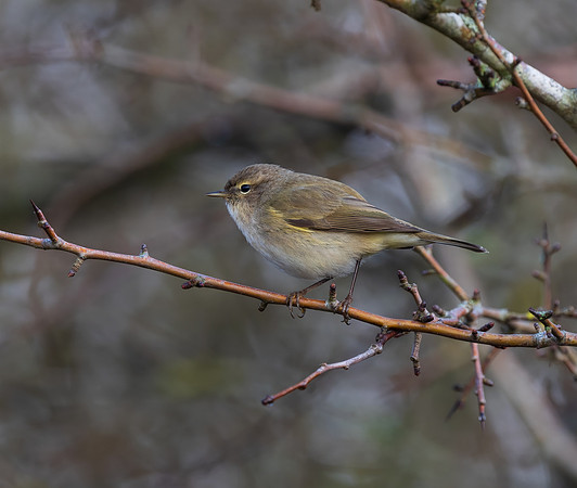 Commom Chiffchaff ( Phyllosocopus collybita)