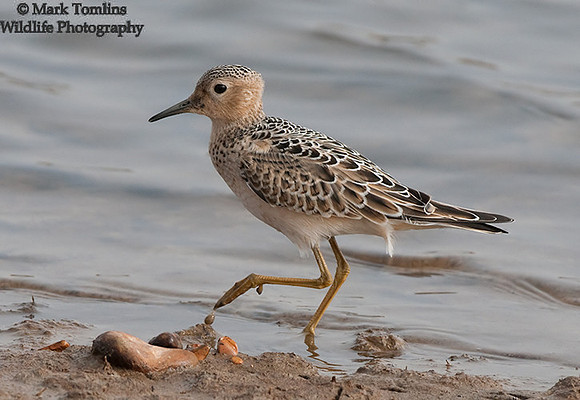 Buff-Breasted Sandpiper