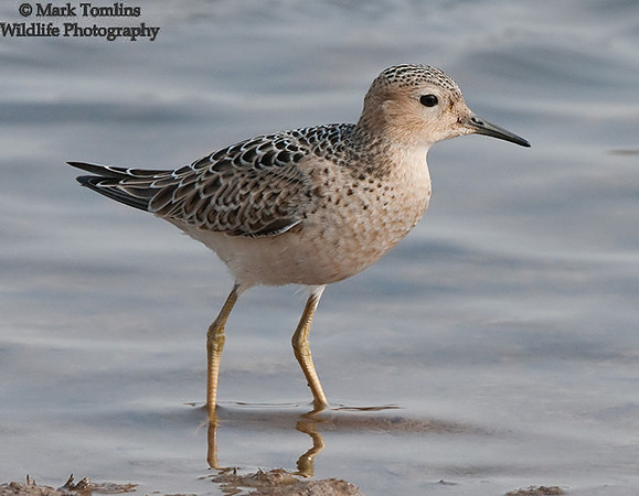 Buff-Breasted Sandpiper