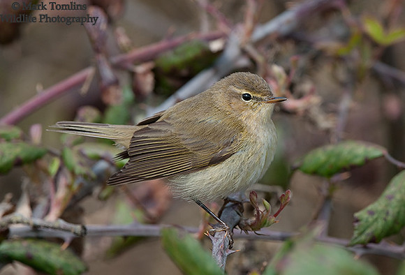 Chiffchaff
