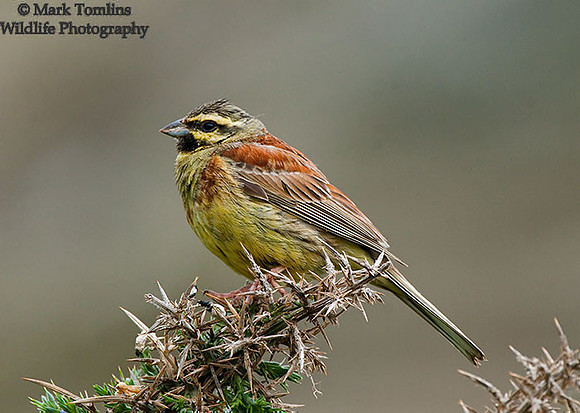 Male Cirl Bunting