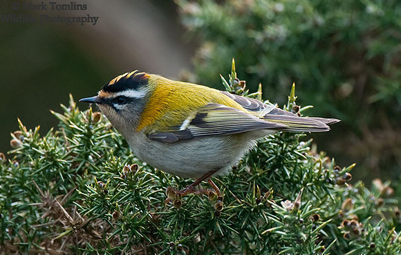 Firecrest