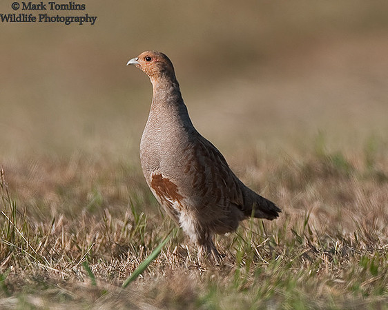 Grey Partridge
