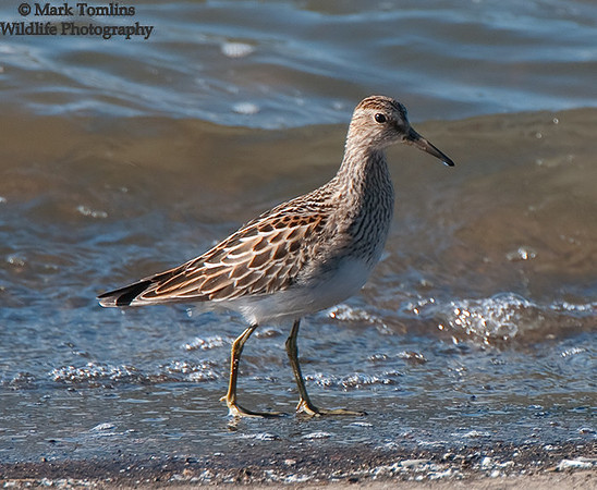 Pectoral Sandpiper