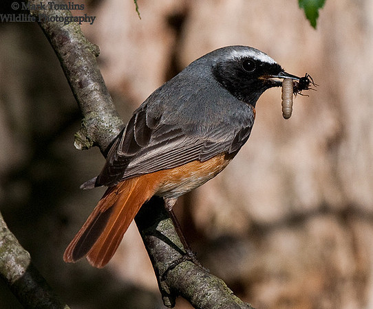 Male Common Redstart