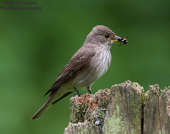 Spotted Flycatcher