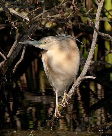 Squacco Heron