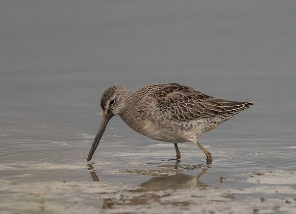 Juvenile Long-Billed Dowitcher