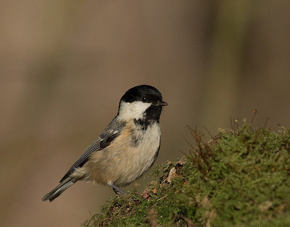 Coal Tit