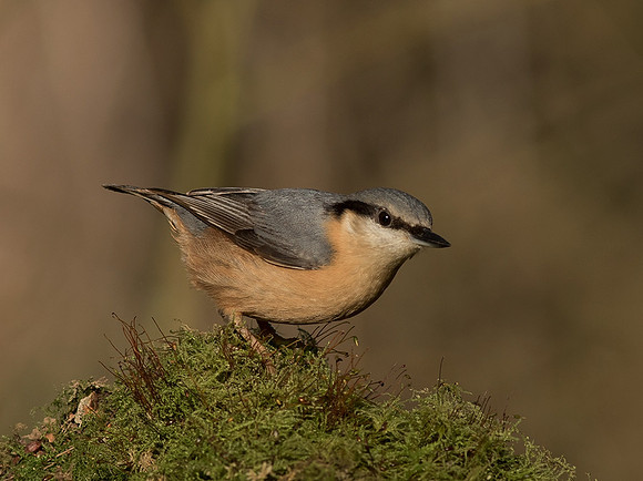 Nuthatch