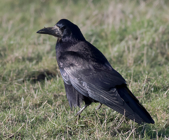 Rook