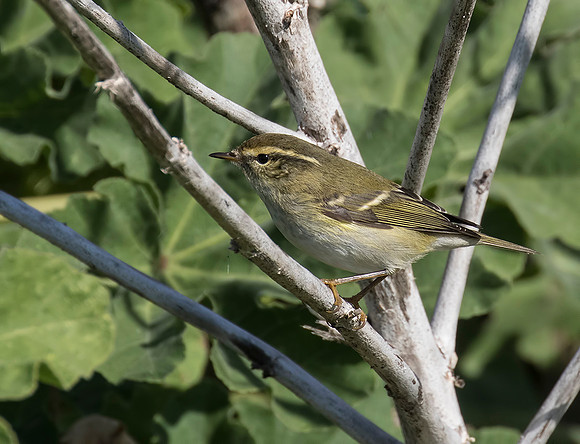 Yellow-Browed Warbler