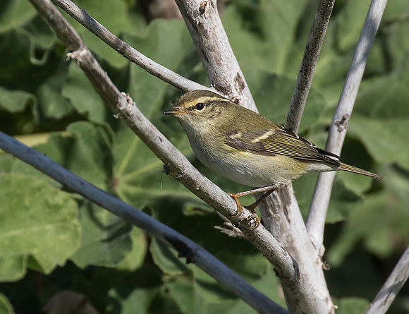 Yellow-Browed Warbler