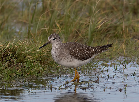 Lesser Yellowlegs
