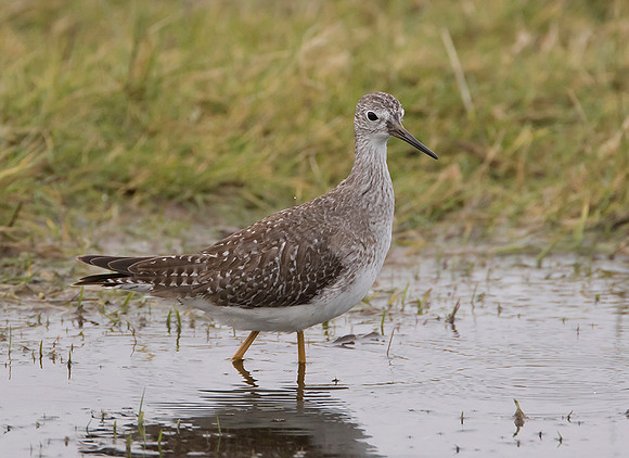 Lesser Yellowlegs