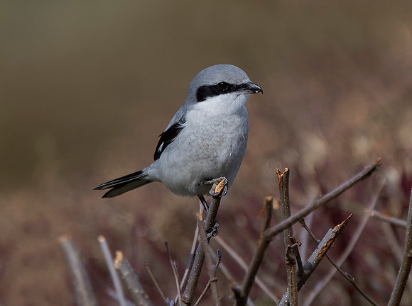 Great-Grey Shrike