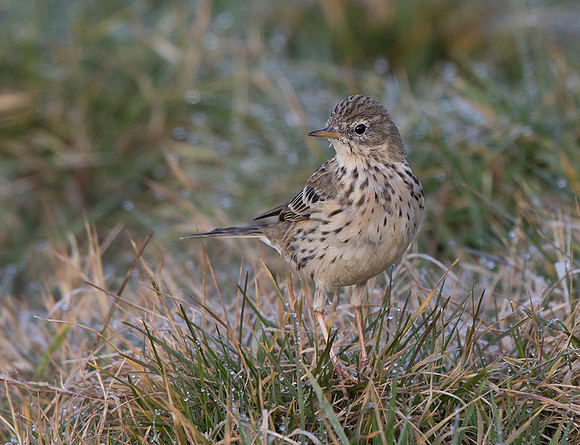 Meadow Pipit