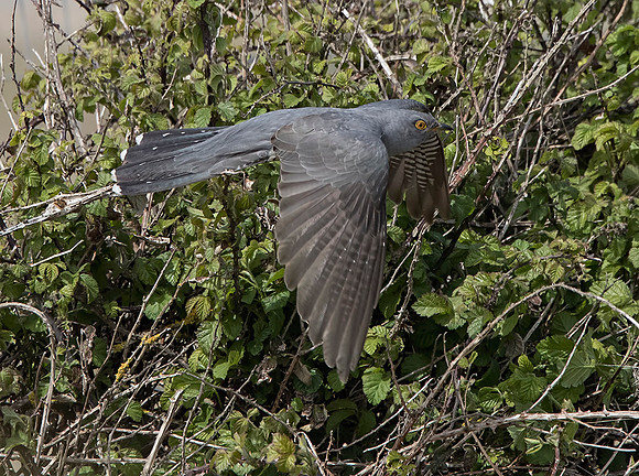 Cuckoo