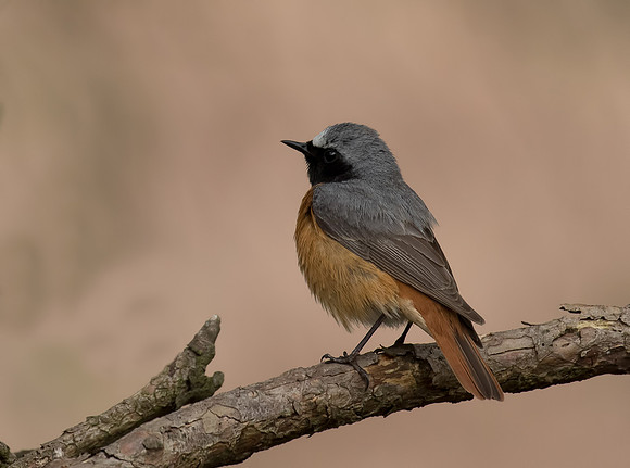 Male Common Redstart