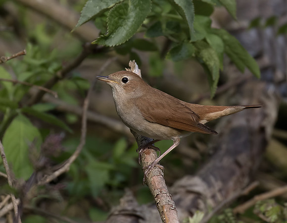 Nightingale