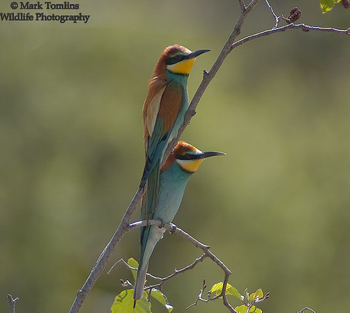 European Bee-Eaters