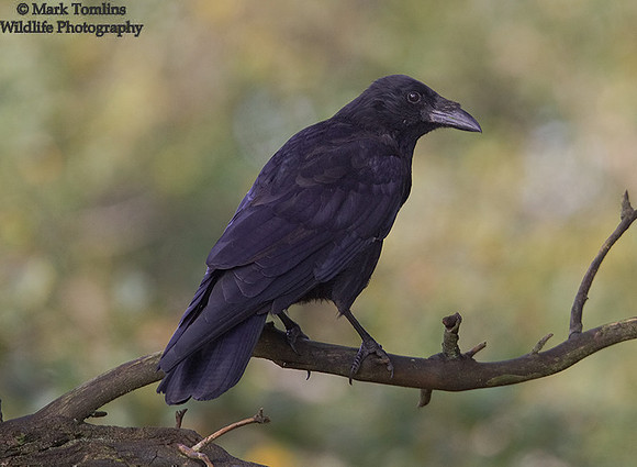 Carrion Crow