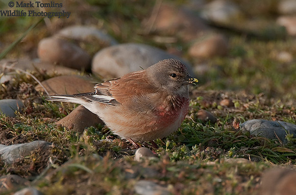 Male Linnet