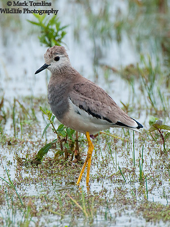 White-Tailed Lapwing