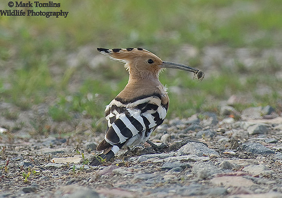 Hoopoe