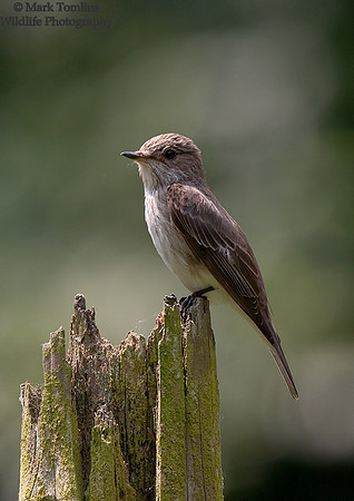 Spotted Flycatcher