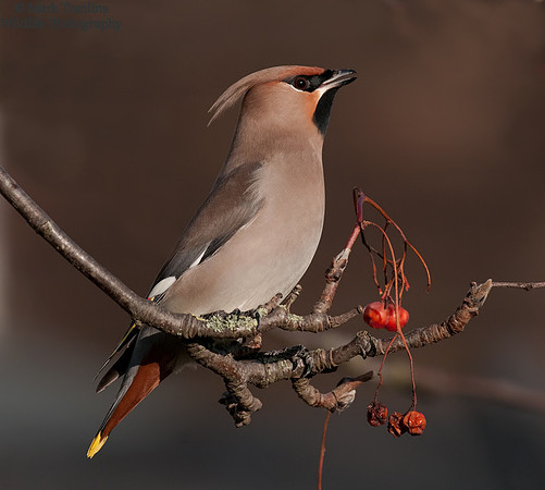 Waxwing