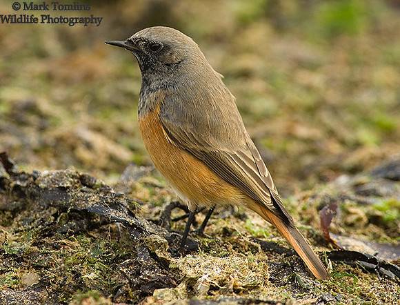 Eastern Black Redstart