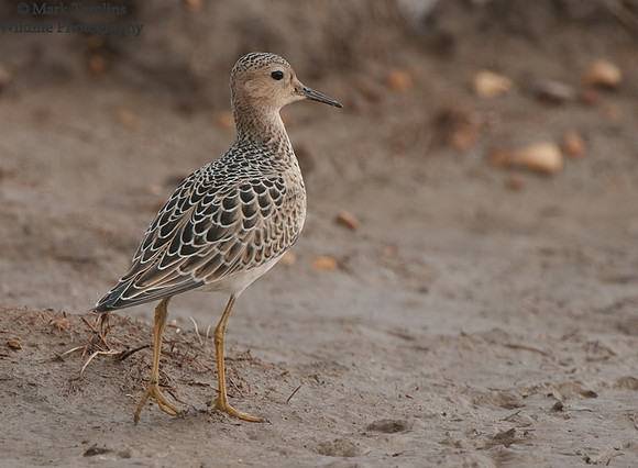 Buff-Breasted Sandpiper
