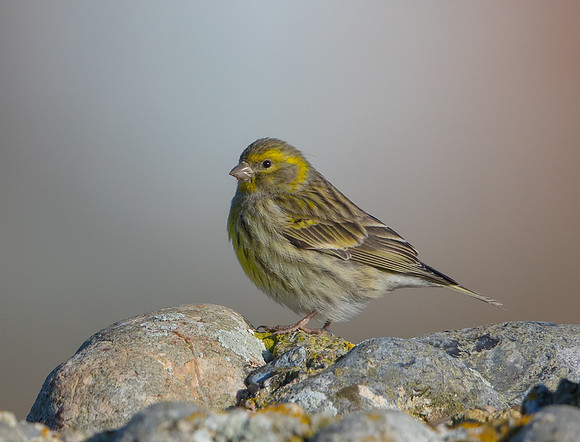 Serin