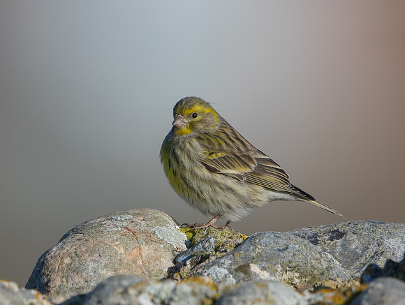 Serin