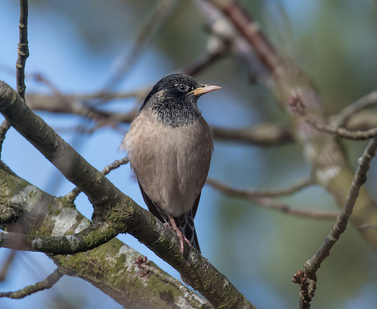 Rose-Coloured Starling