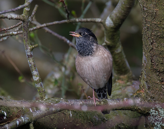Rose-Coloured Starling