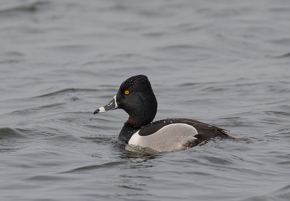 Ring-Necked Duck