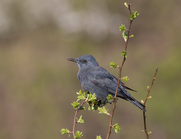 Blue Rockthrush