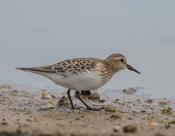 Bairds Sandpiper